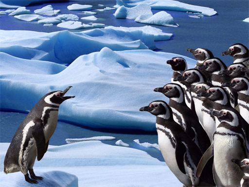 Penguins Slide thumbnail