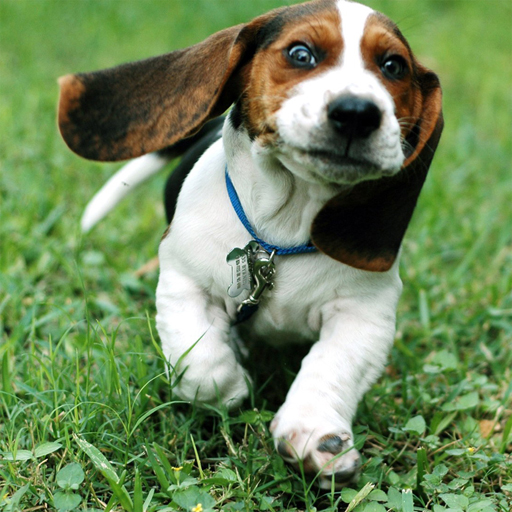 Funny Doggy Puzzle thumbnail