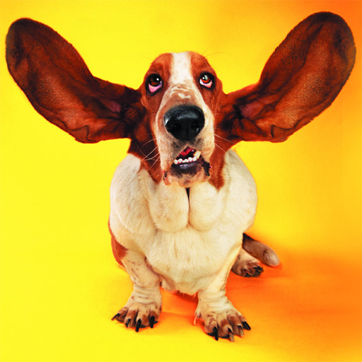 Funny Cats and Dogs Jigsaw Puzzle thumbnail