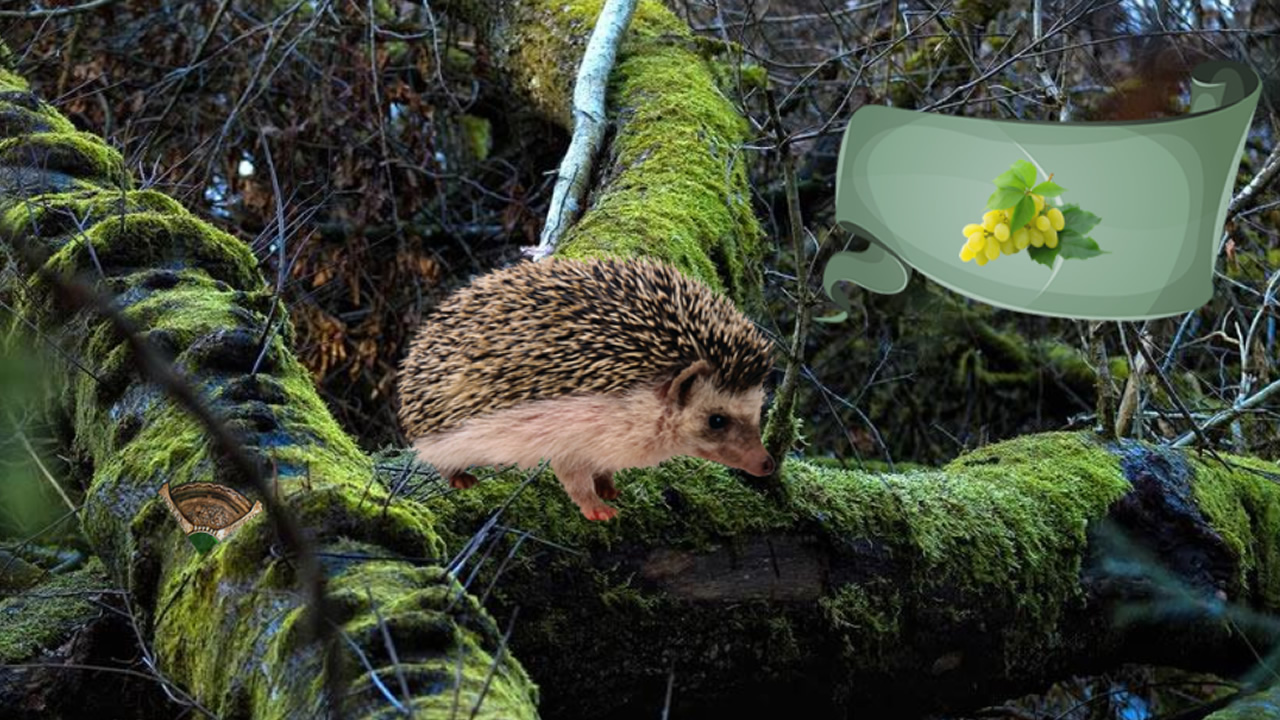 Mystic Sunset Forest thumbnail