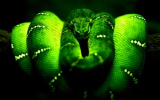 Green Snake thumbnail